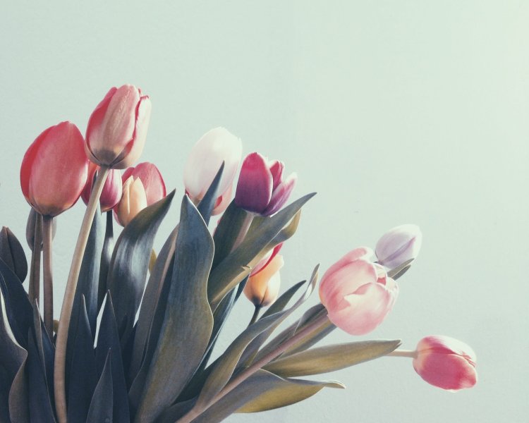 What Is Special About Tulips?