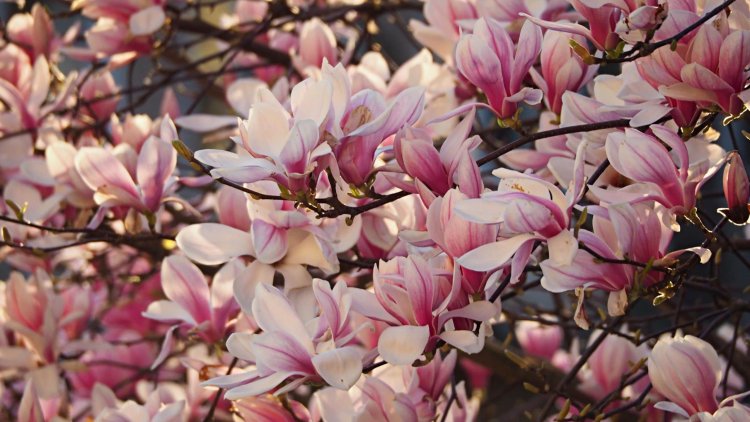 How To Grow Magnolia In The Yard
