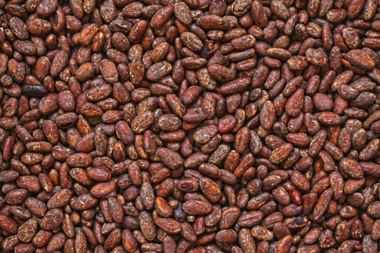 Everithing you need to know about cocoa