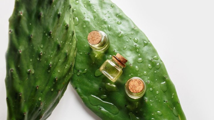 Great benefits of cactus water and oil!