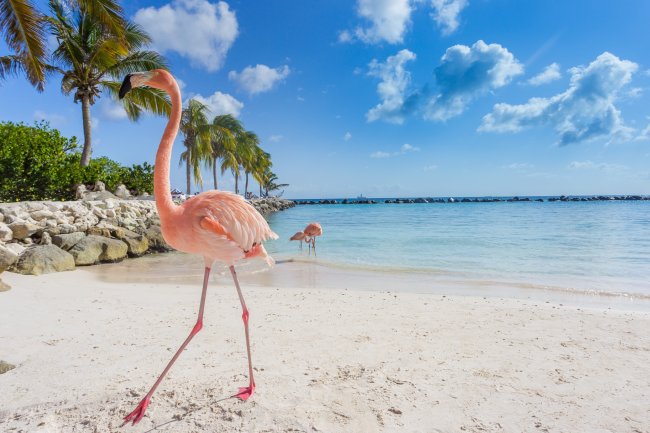 Aruba - The most beautiful island in the Caribbean