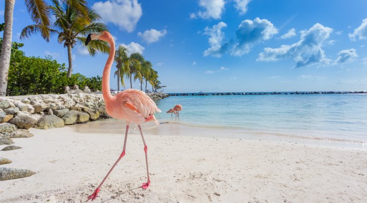 Aruba - The most beautiful island in the Caribbean