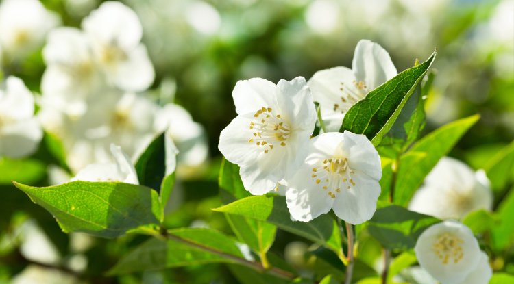 The plant that reduces anxiety