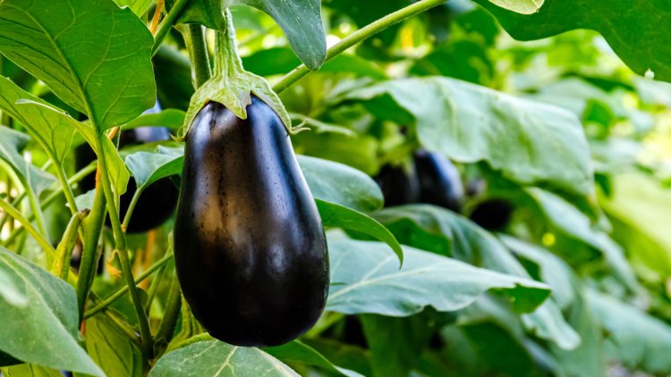 Eggplant - why it is good for us?