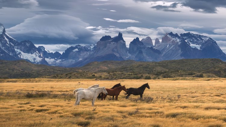 Why Torres Del Paine National Park should be a bucket list