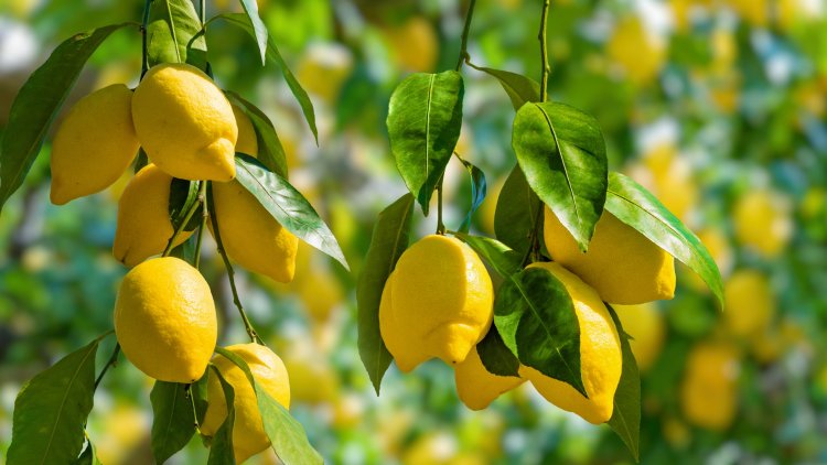 The most important benefits of lemon!