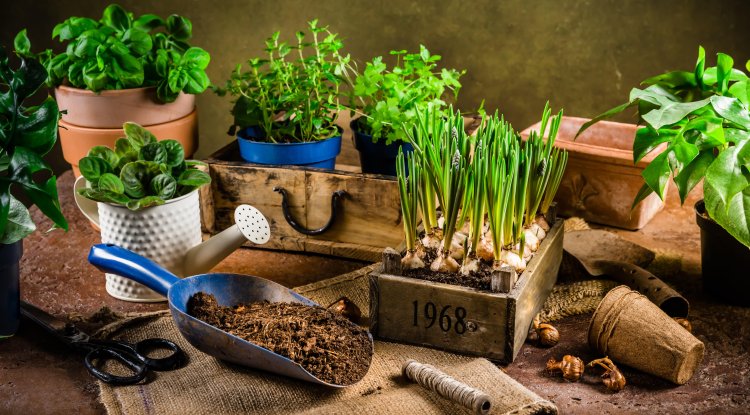 Now is the ideal time to plant these spices in your home