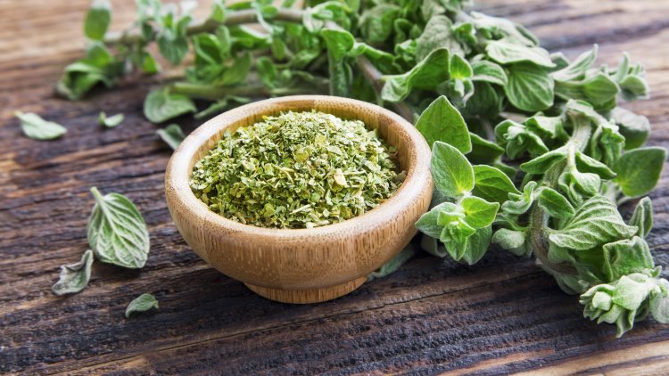 Oregano - beneficial effects on human health!