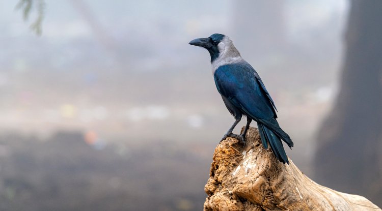 The reboot of the movie: "The Crow"