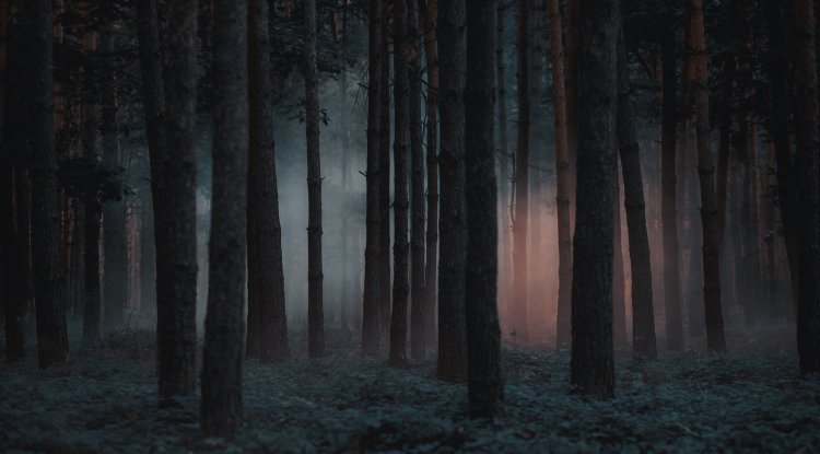 Did you watch the horror thriller: " In the Forest"