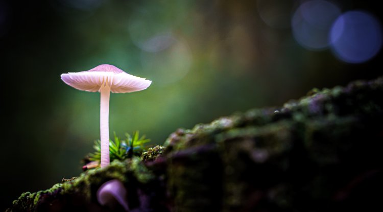 How realistic is the pandemic from "The Last of Us" series?