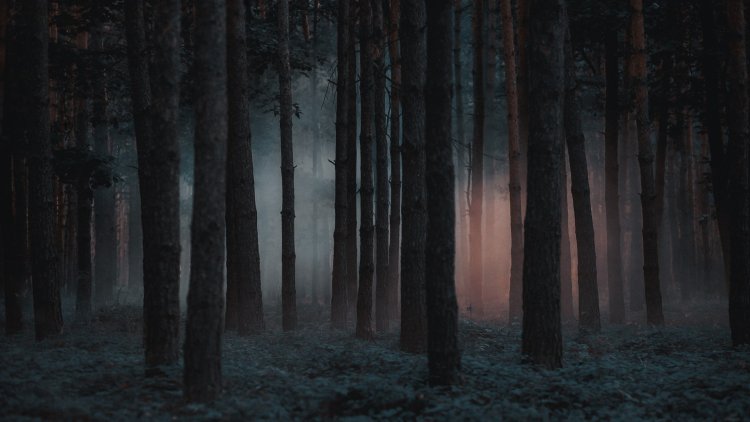 Did you watch the horror thriller: " In the Forest"
