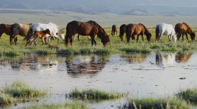 NEW: "Season of Wild America" is out!